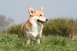 CORGI PEMBROKE 1270